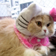 Image for article titled Japan's Hello Kitty Cat Humiliation System